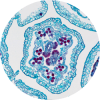 Apigenin