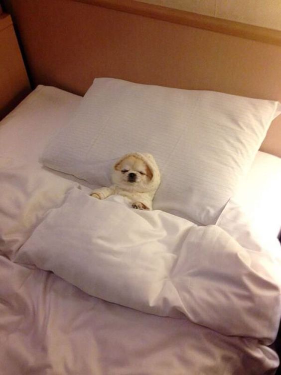 Sleep Revolution: Your Ultimate New Year's Resolution