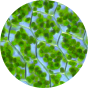 L- Theanine