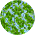 APIGENIN