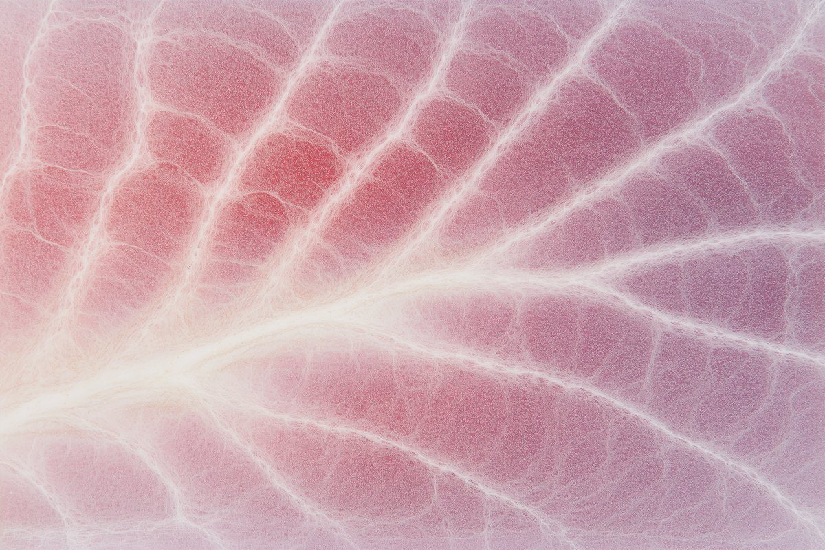 Pink branching texture